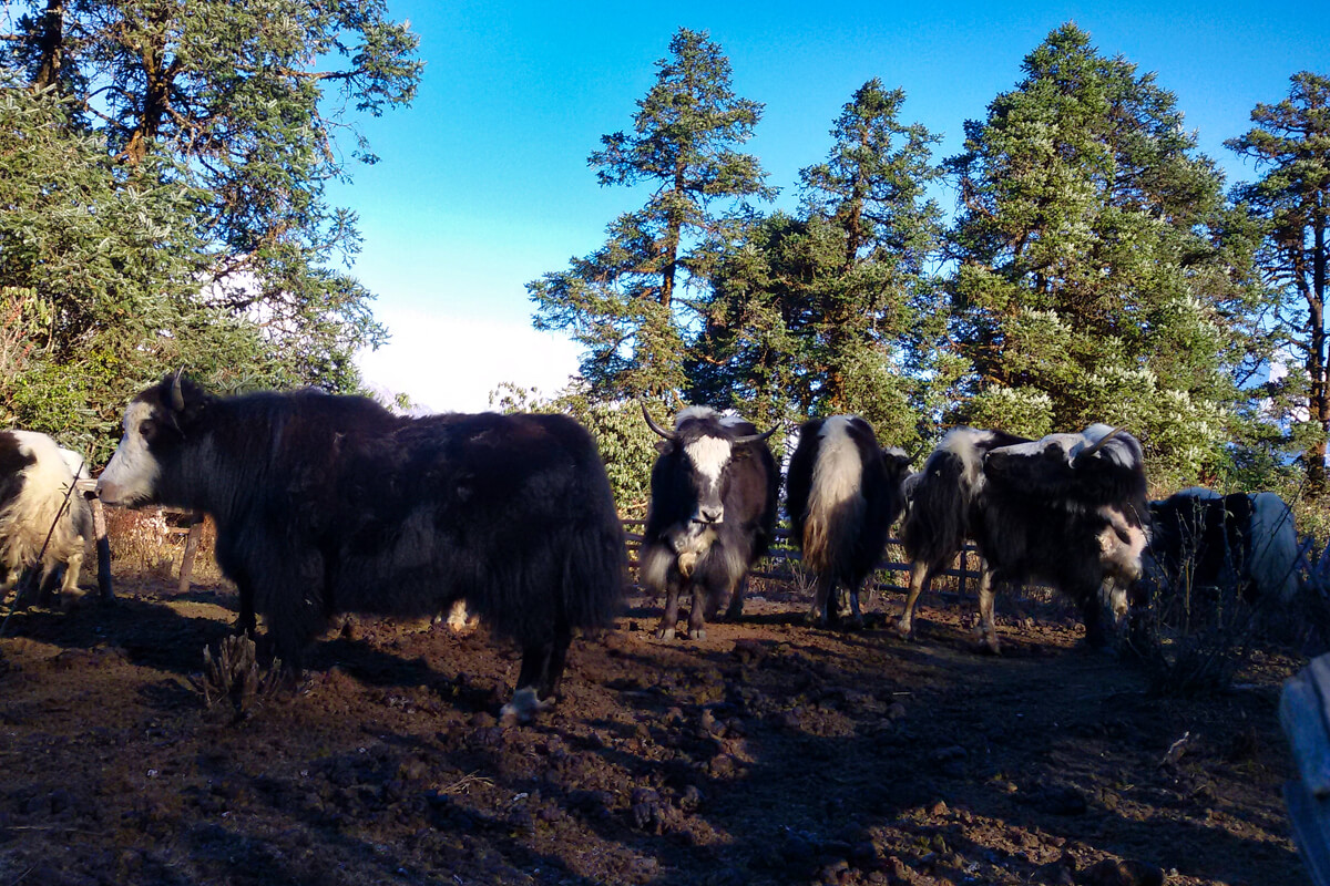 Animals during the trek