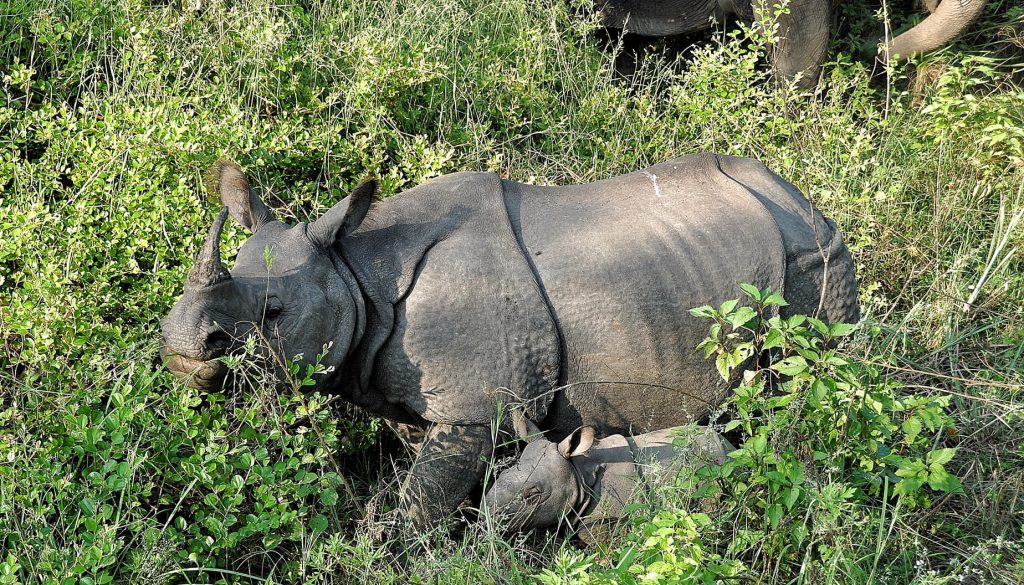 Rhinoceros in Chitwan National Park- Where to travel?