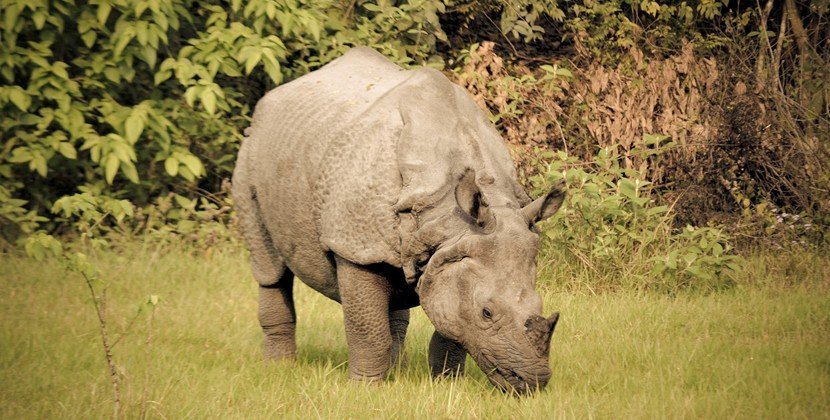 Rhinocerous Grazing: Chitwan Jungle Safari Tour