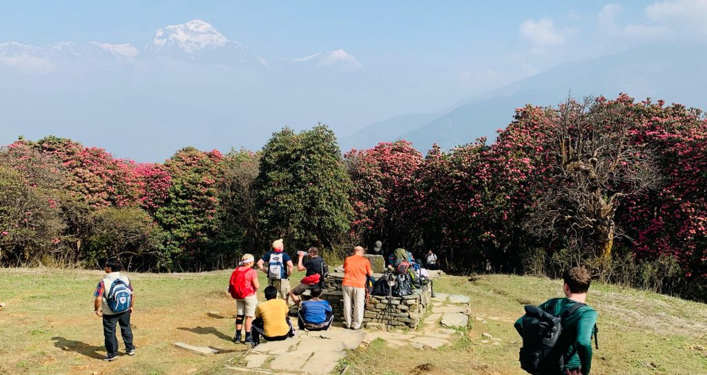 Rhododendron Blossoms in Nepal