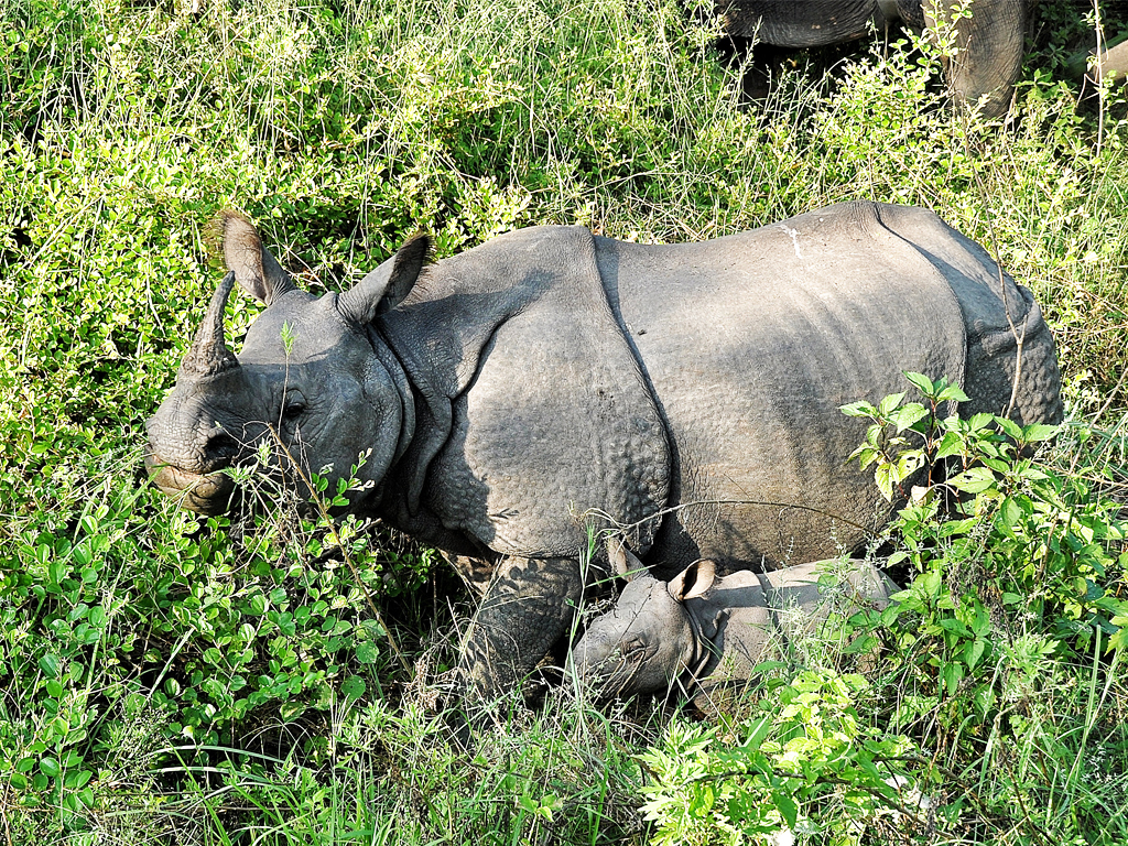 Rhino at Bardiya National Park