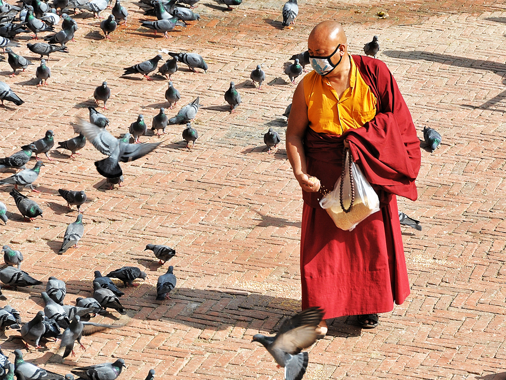 A monk feeding piegons