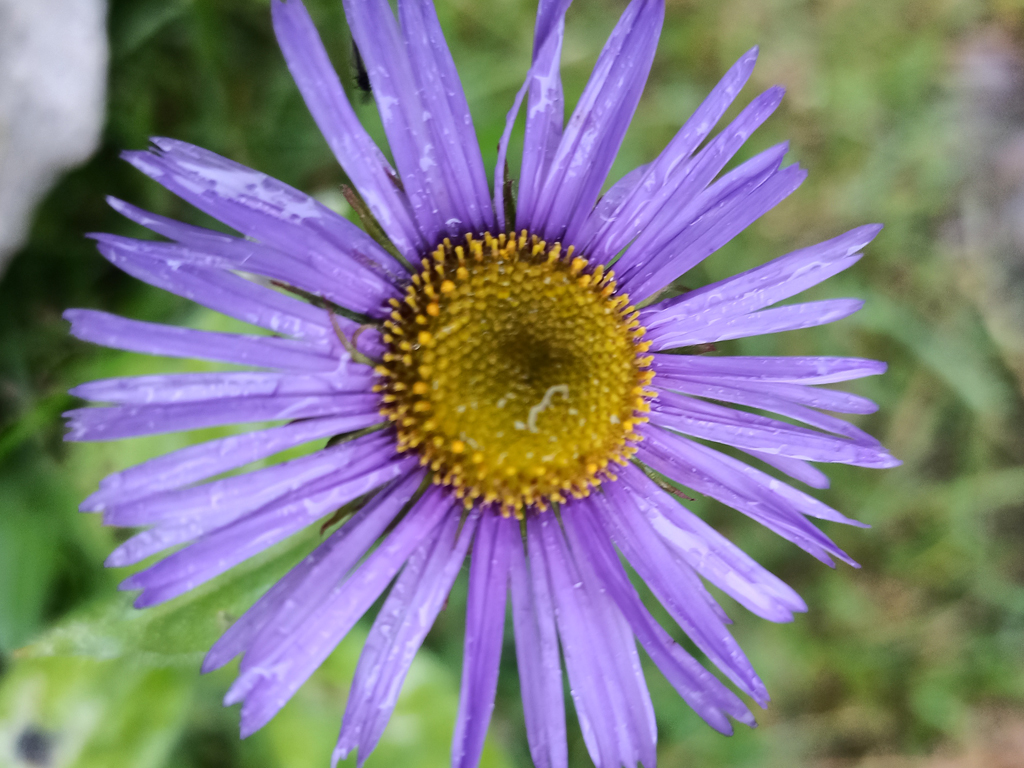 Flowers in Everest Region