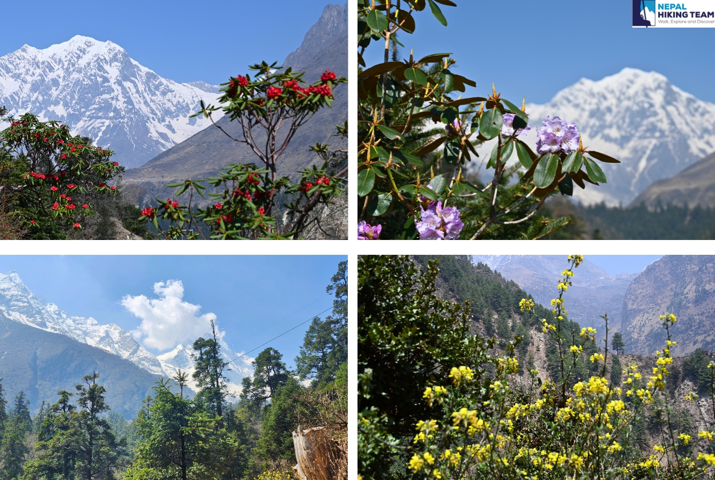 Manaslu Region Trekking   Flowers (Flora))