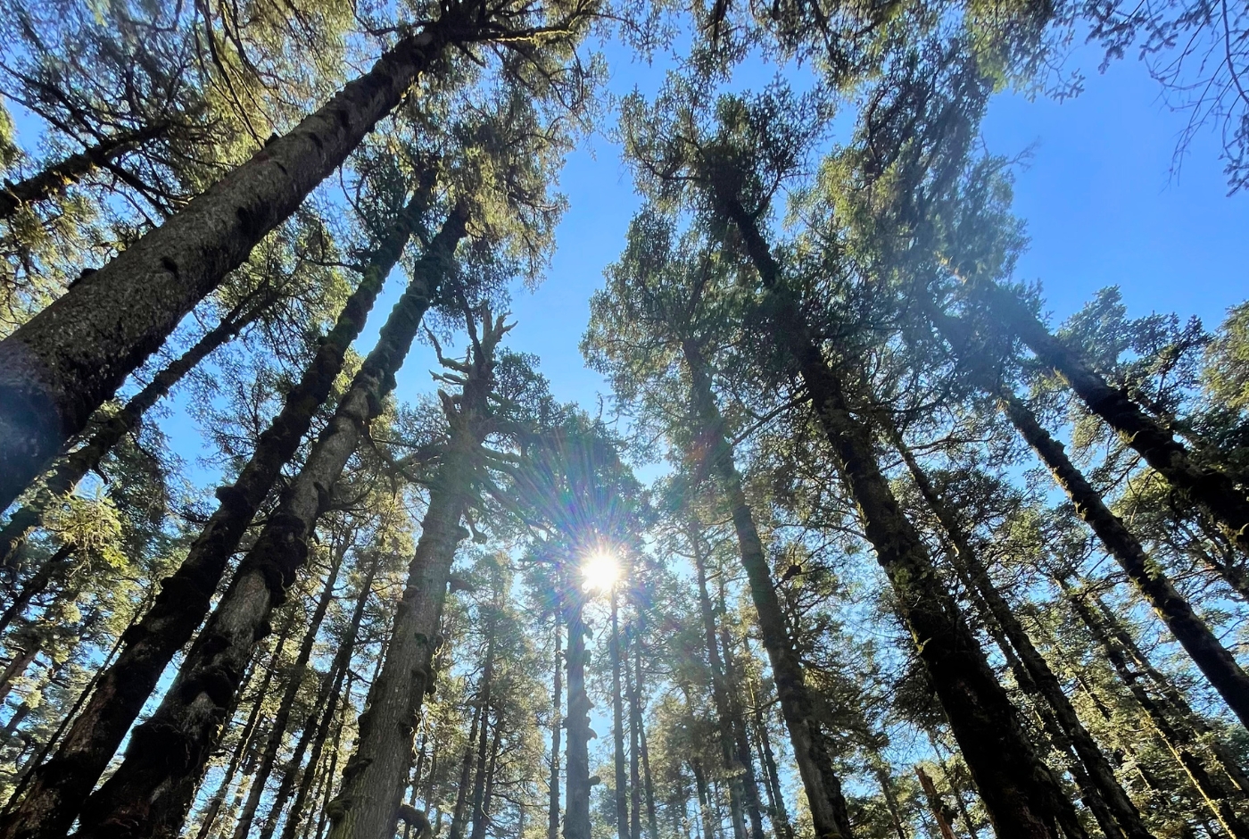 Dense forest Langtang National Park Area