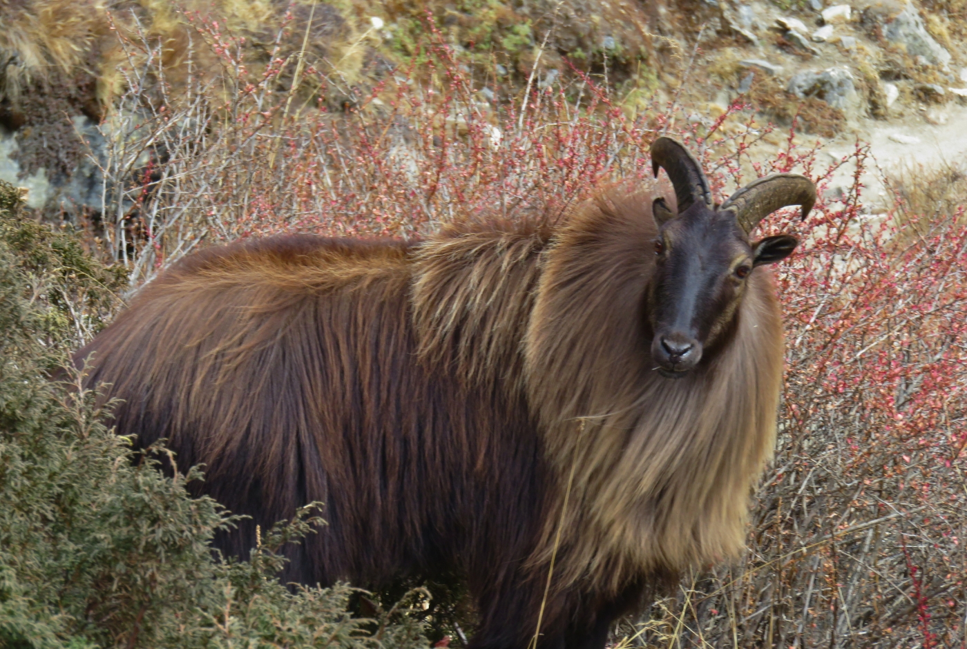 HImalayan Tahr with thick brown coat and curved horns   Animals in Sagarmatha National Park