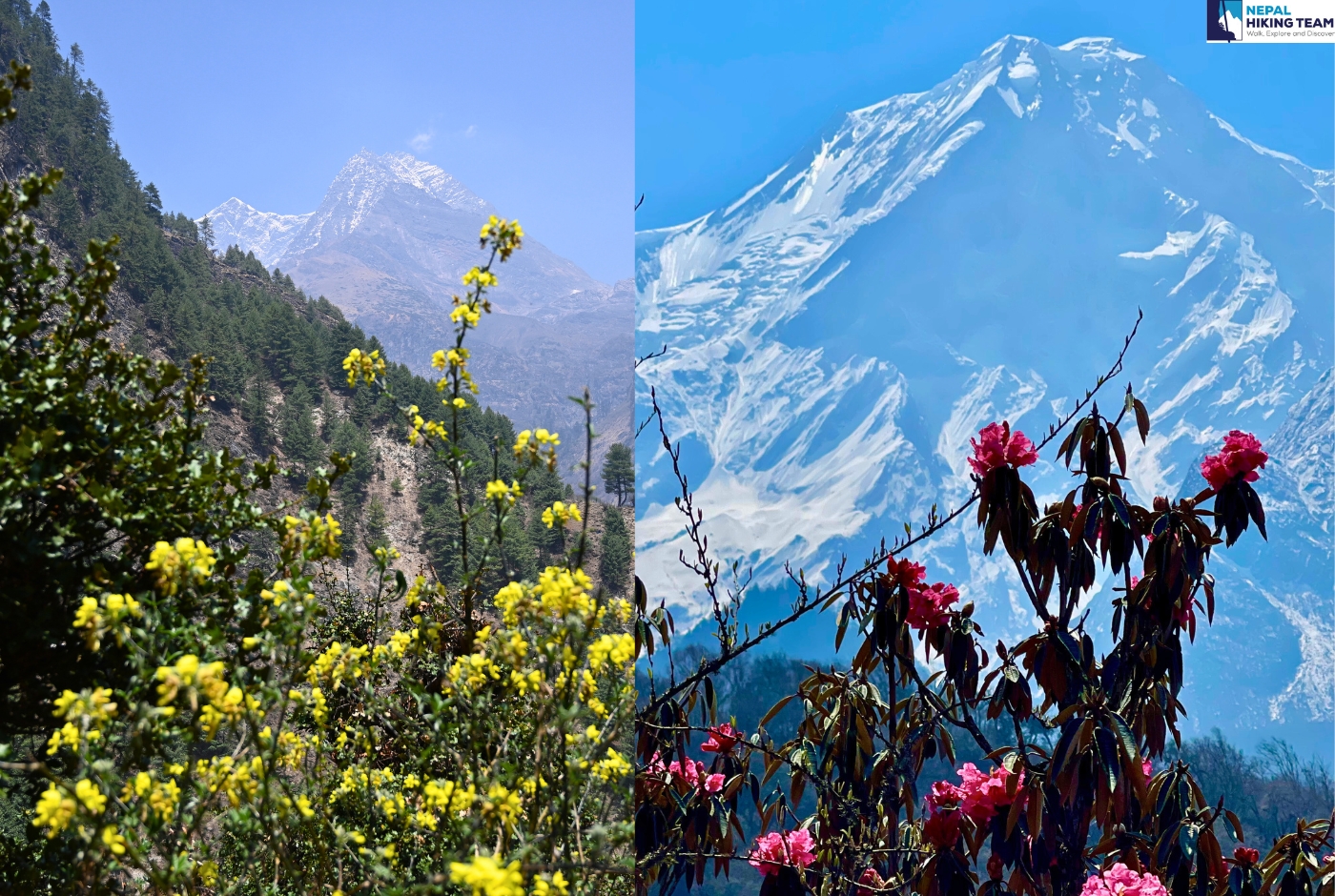 The left image shows a green landscape with yellow flowers and snow Capped mountains. The right image highlights snowy peaks with red rhododendrons in the foreground