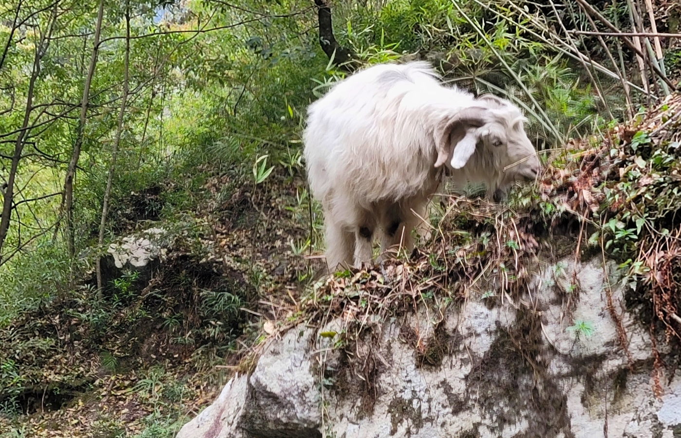 Mountain goat around Mansaslu Region