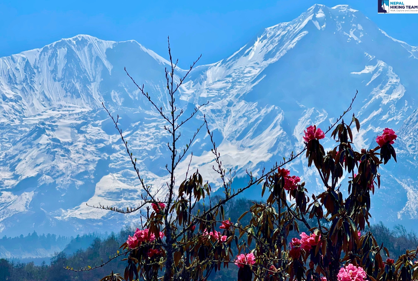 Perfect for Nature lovers   national flower with Manaslu as a background