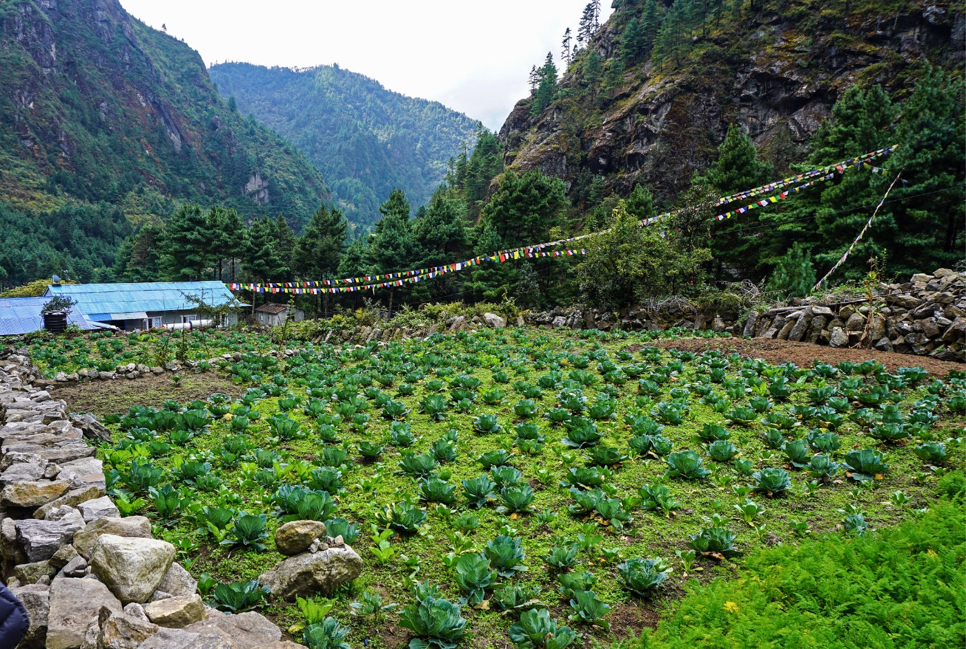 Organic and healthy meals during EBC