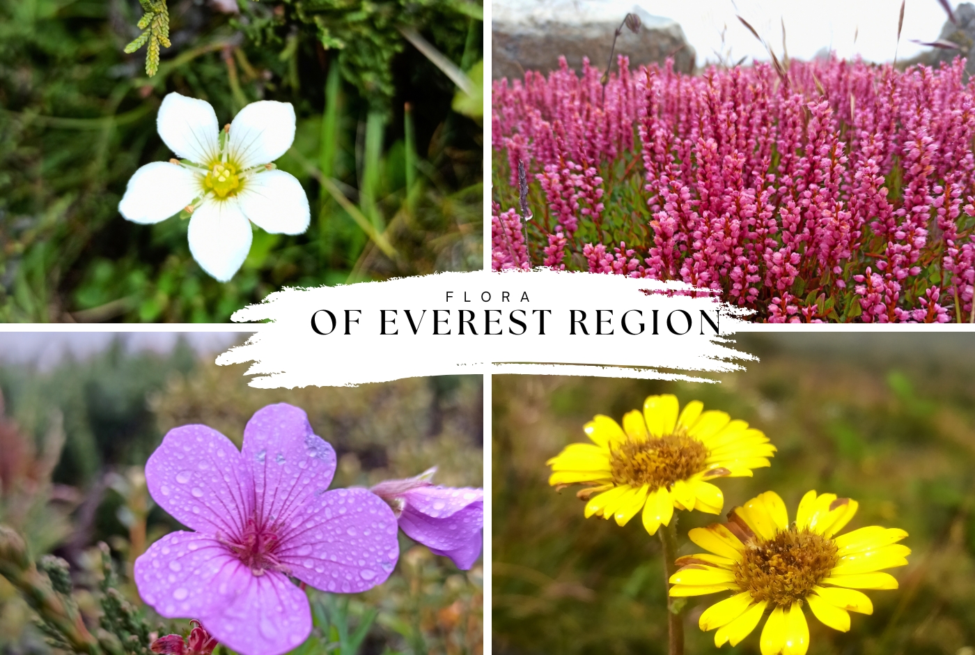 Flora of Everest Region