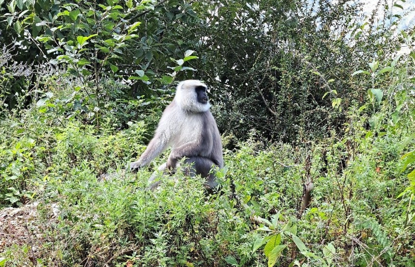 Gray langur monkey on the route of langtang