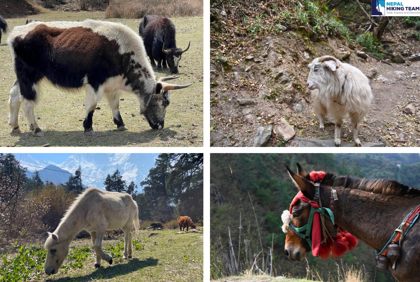 Manaslu Region  Manaslu Conservation Area  Animals(Fauna)