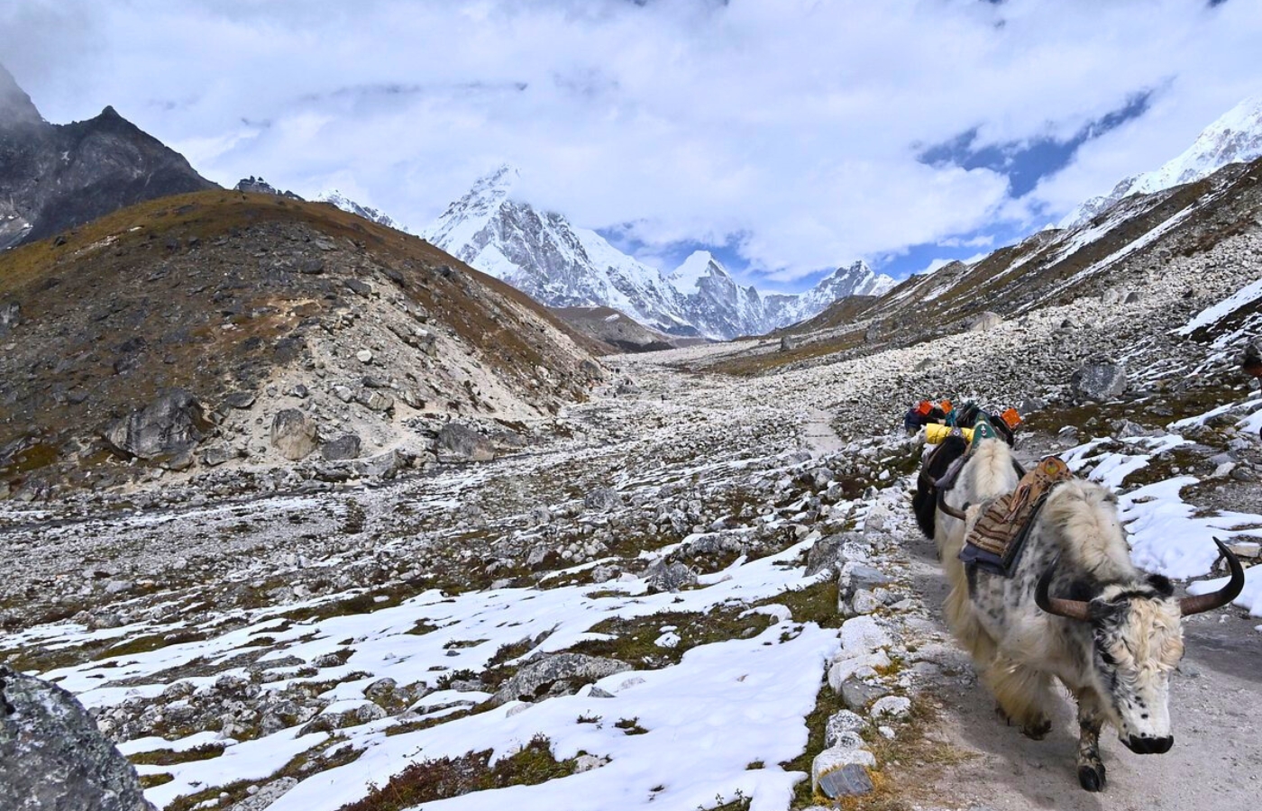 Yak carrying heavy loads on everest gokyo lake trek