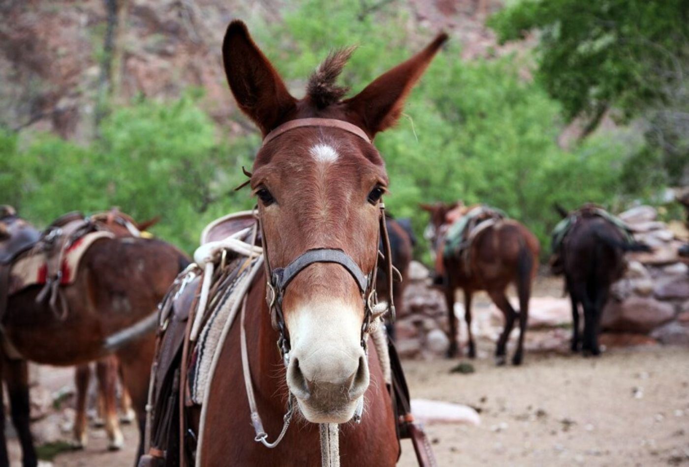 Mules during mardi himal trek