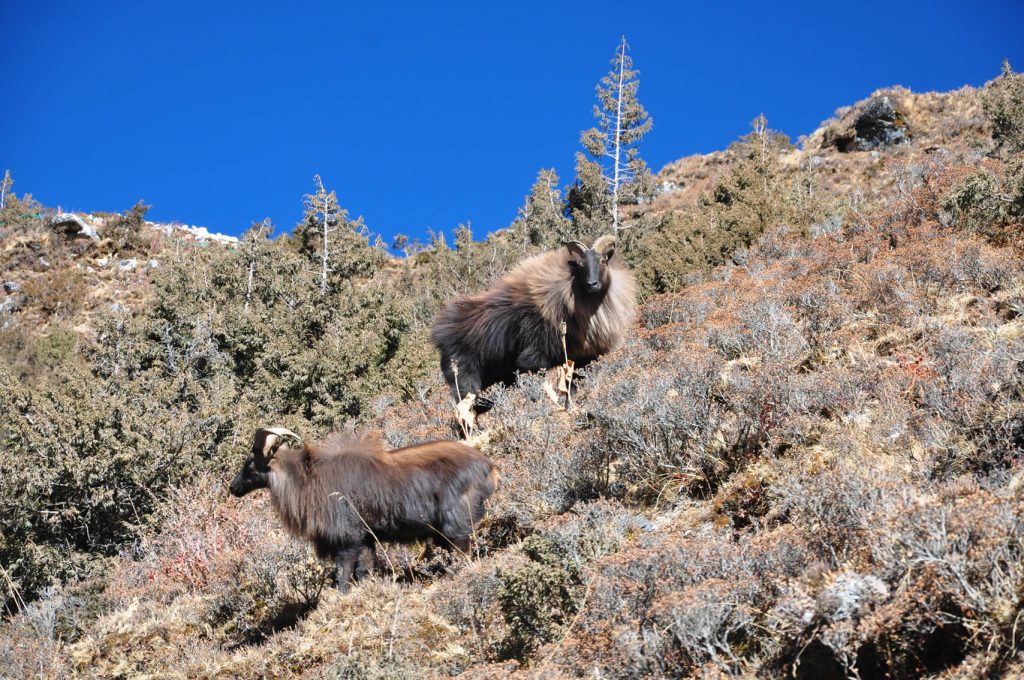 Everest Base camp Trek: National Park, blue sheep