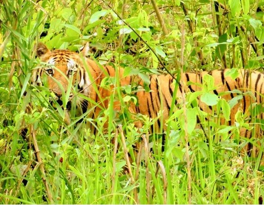 Bardia National Park : Bardia National Park Jungle Safari Tours