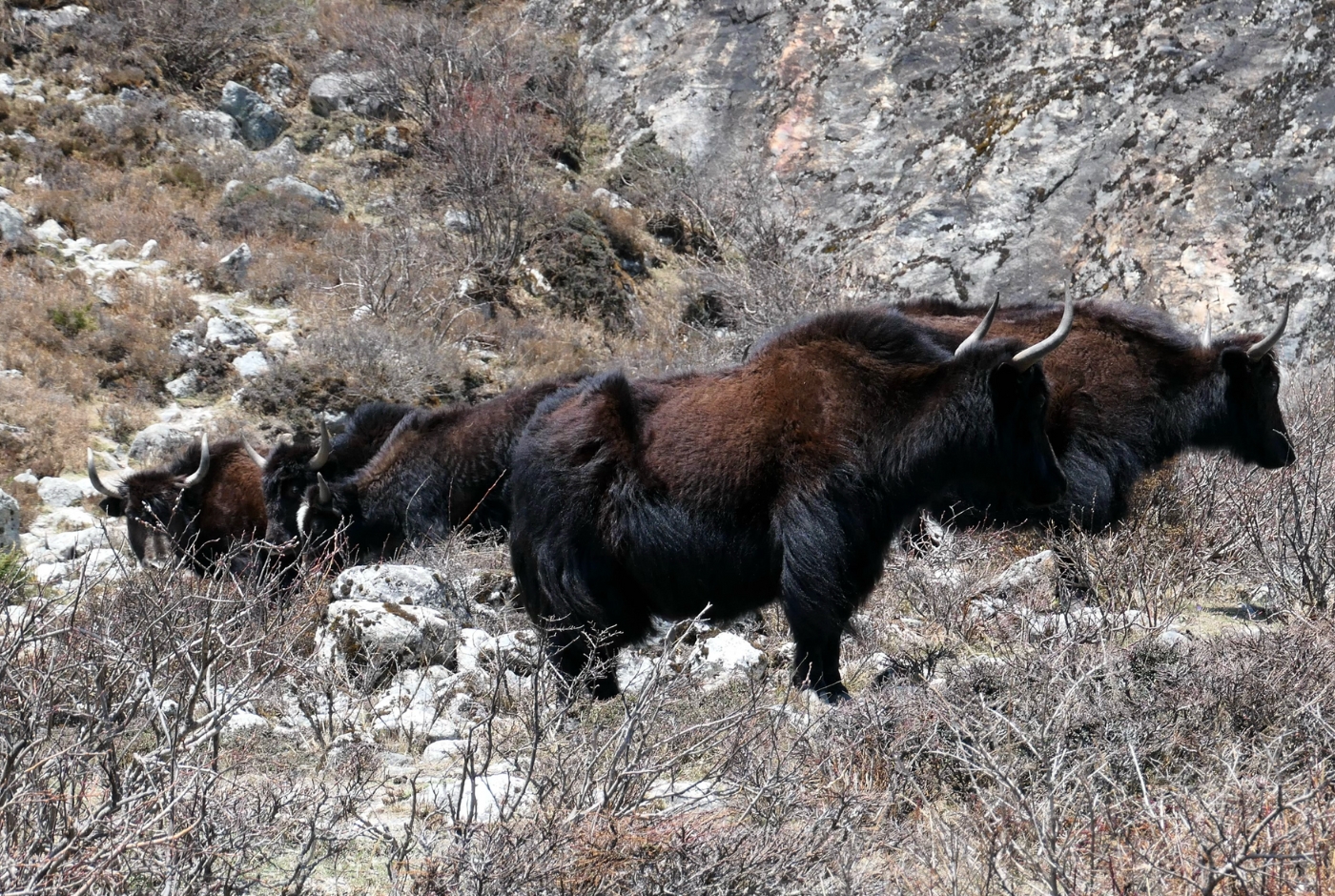 A long-haired Himalayan Yak grazing in a rocky mountain meadow near a glacier