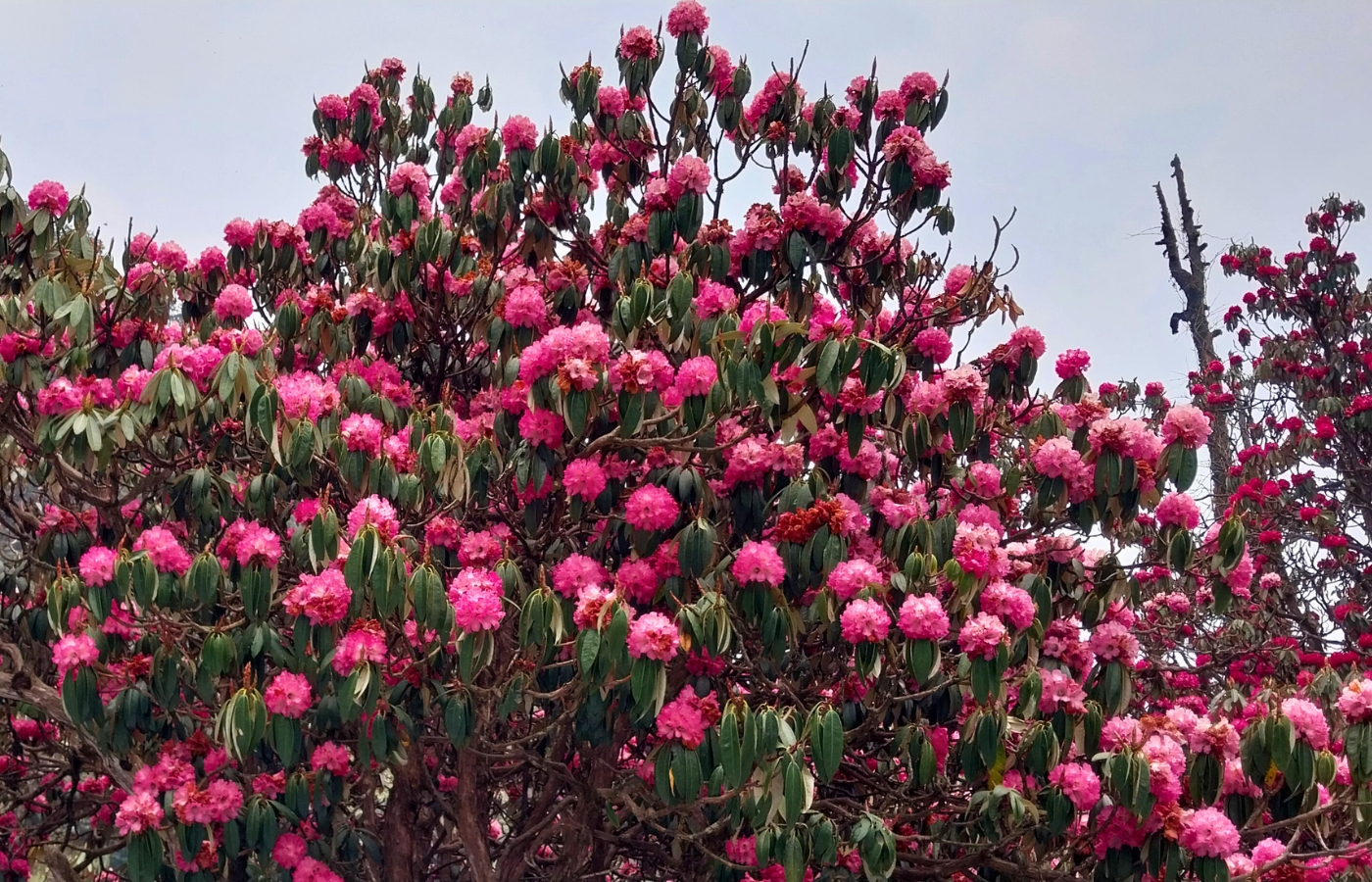 Ghorepani Poon hill trek   Rhodrodendron forest