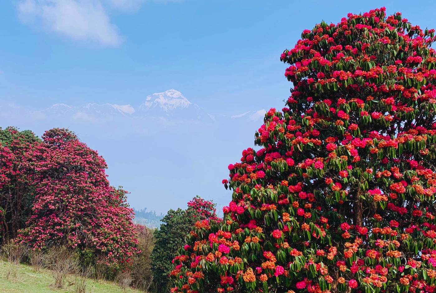 Rhododendron forest in poon hill   best of Nepal trek