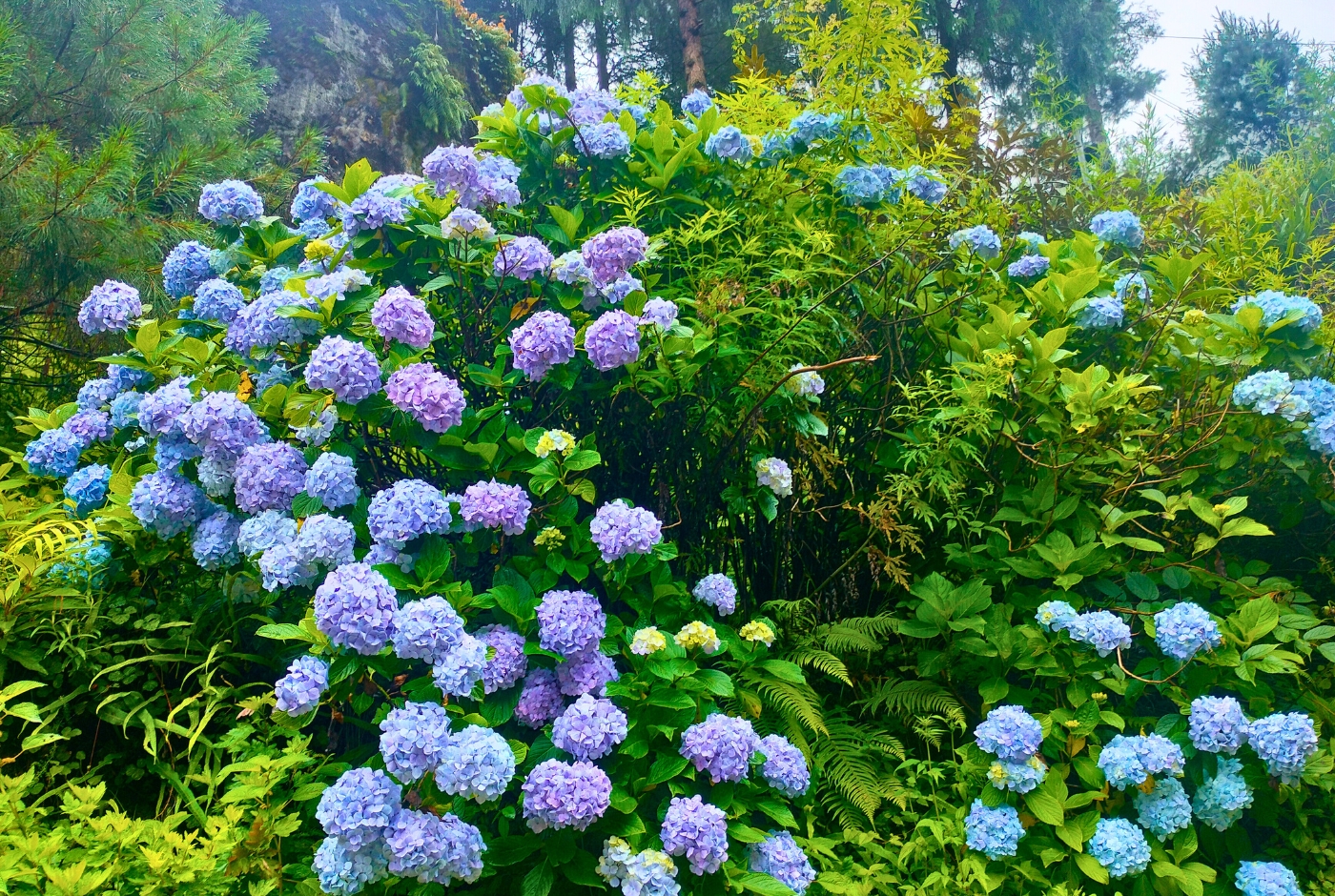 Sagarmatha National Park   FLora during summer time