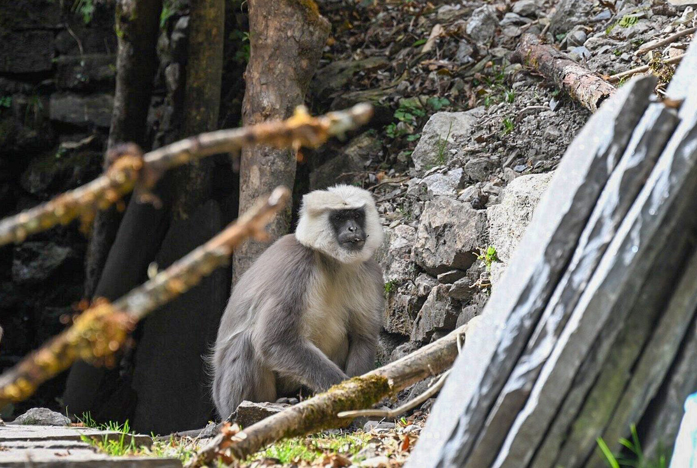 Fauna Around Annapurna Region