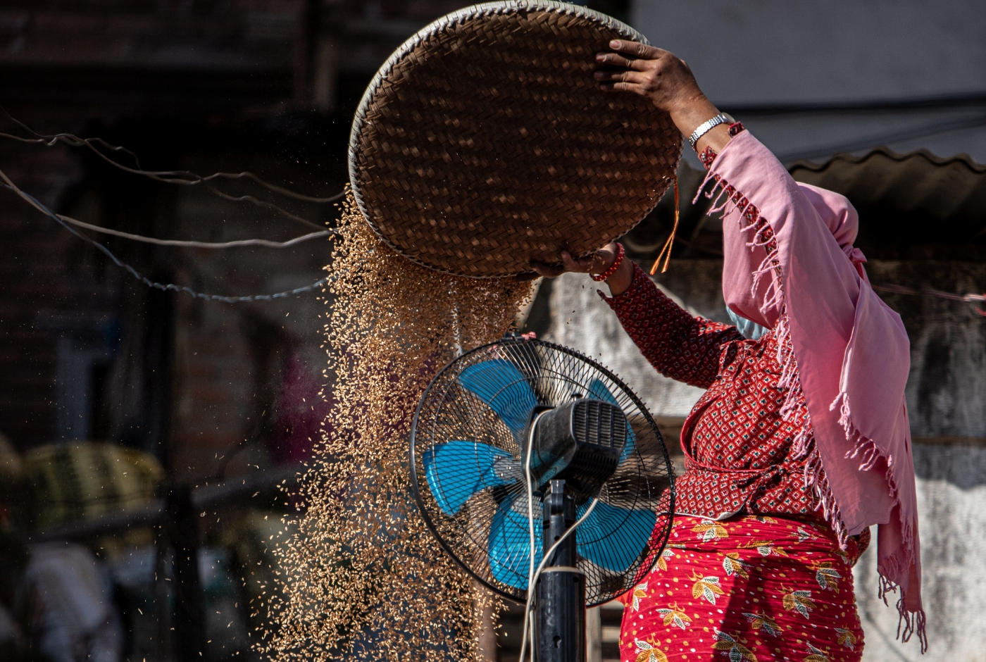 Harvested rice drying in Kathmandu