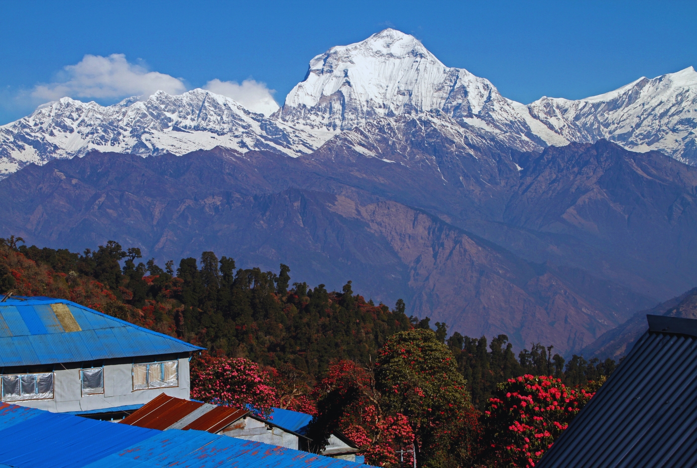 GHoreapni poon hill   Rhododendron forests