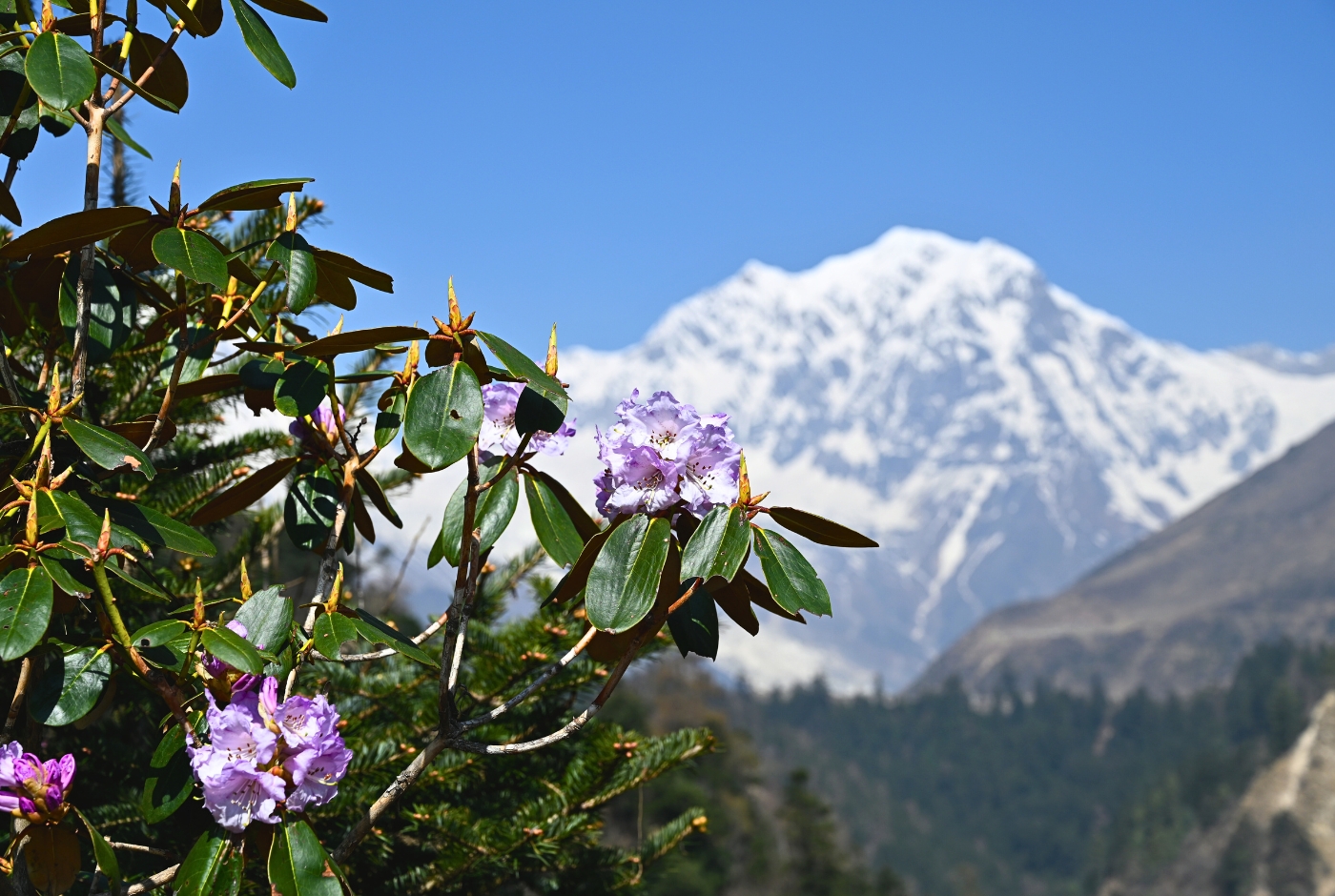 Beautiful Nepal picture