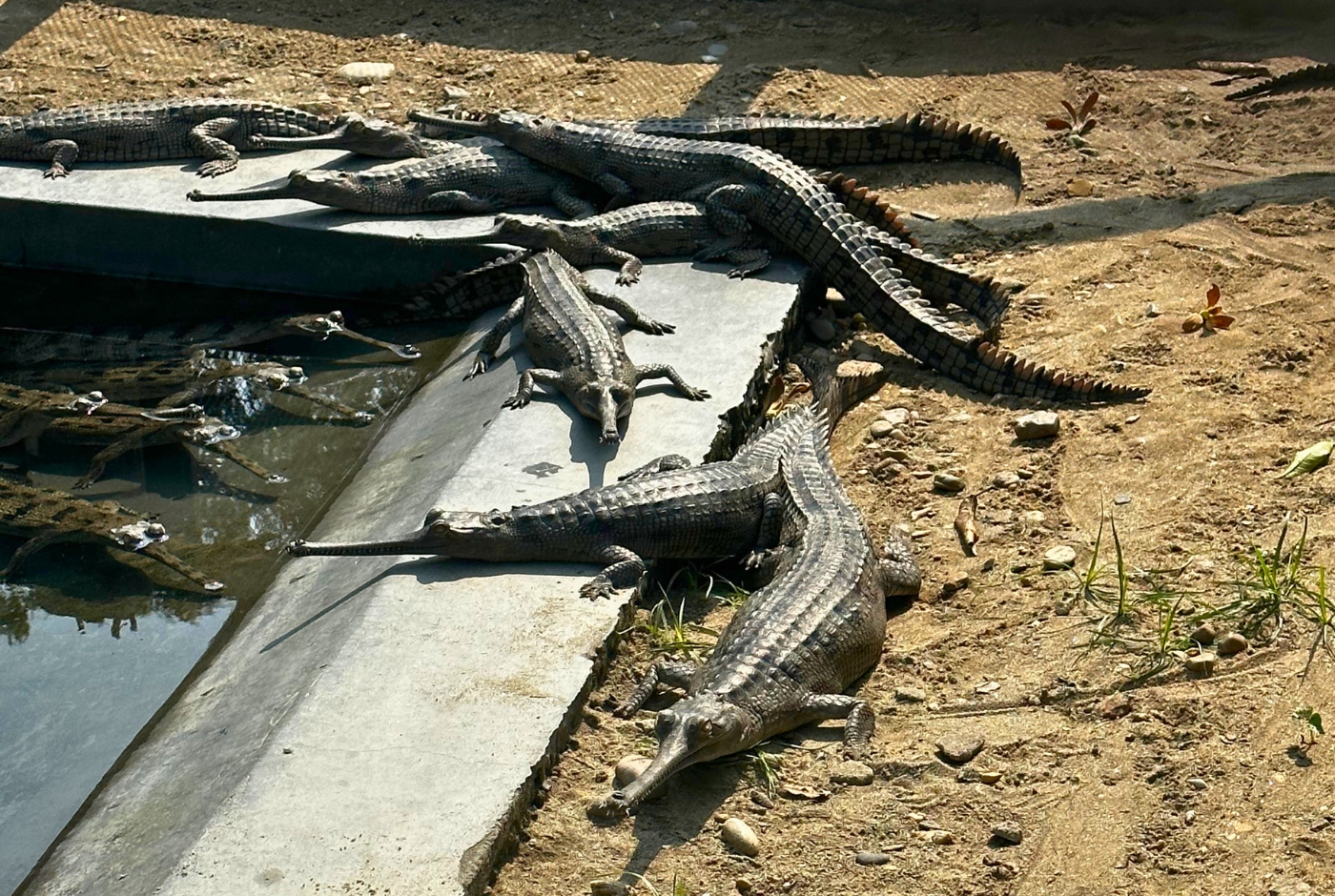Gharial