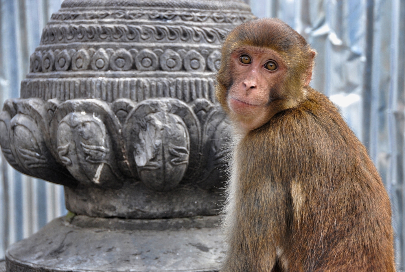 Monkey   Syambunath temple Nepal Day tour