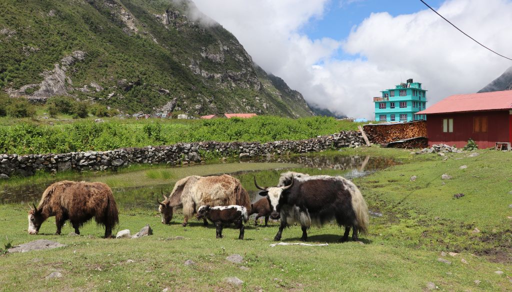 Yak grazing in langtang