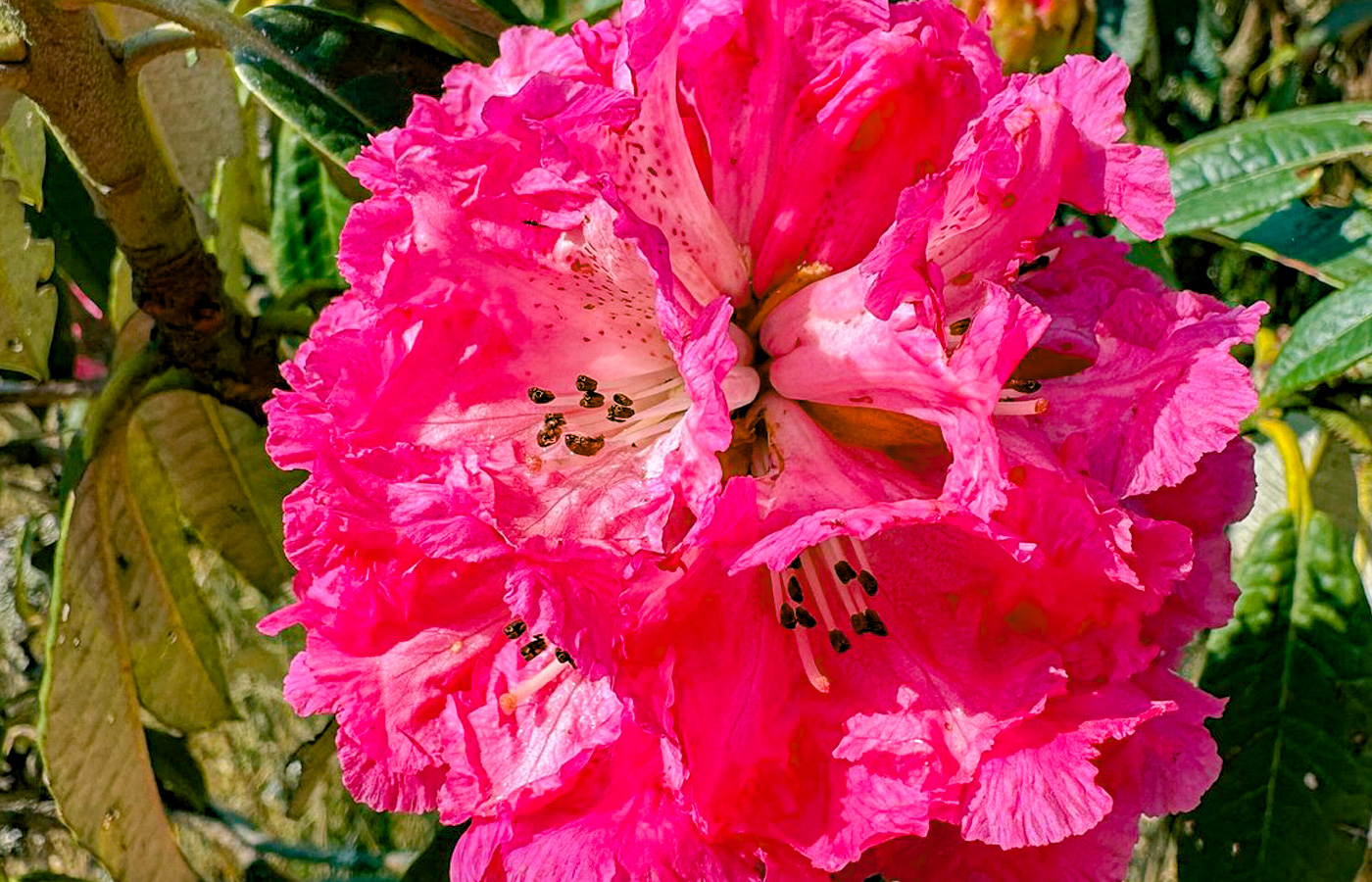 Laligurans Flower