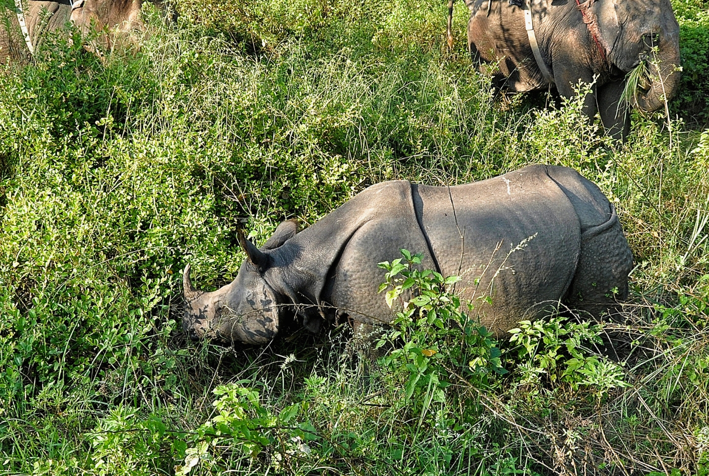 Rhino and elephants in conserved area of Chitwan National Park