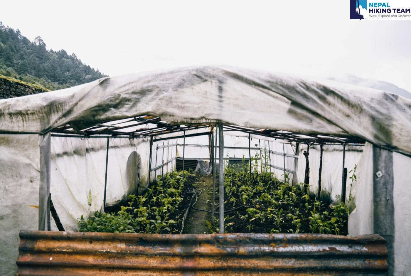 Organic vegetables farming in Lukla   2860   Everest Nepal