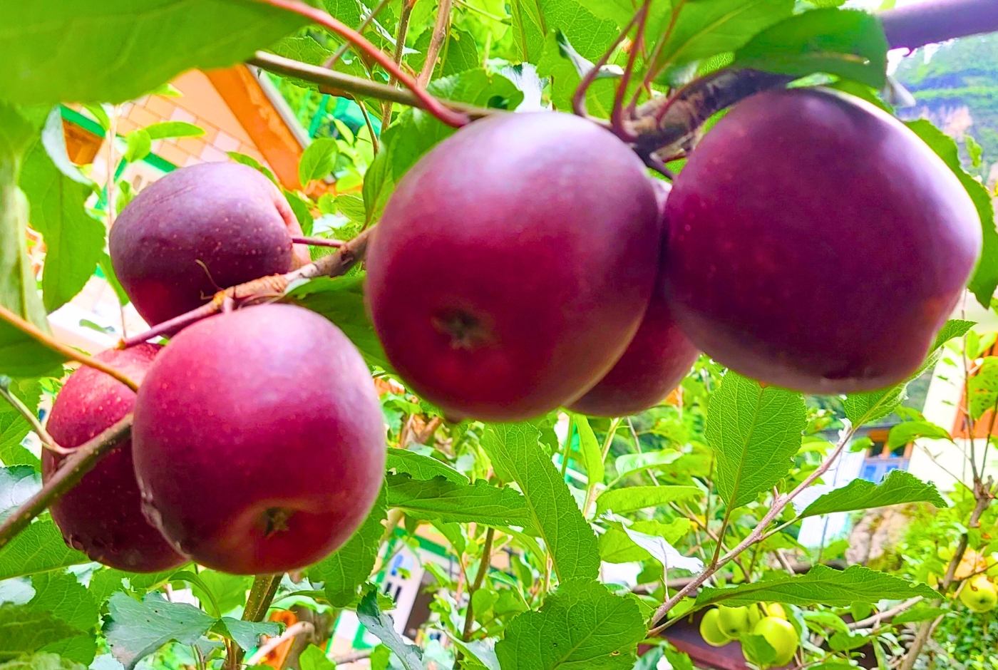Fresh red apples growing on trees in Manang Valley, a local Himalayan produce stop on the Annapurna Circuit